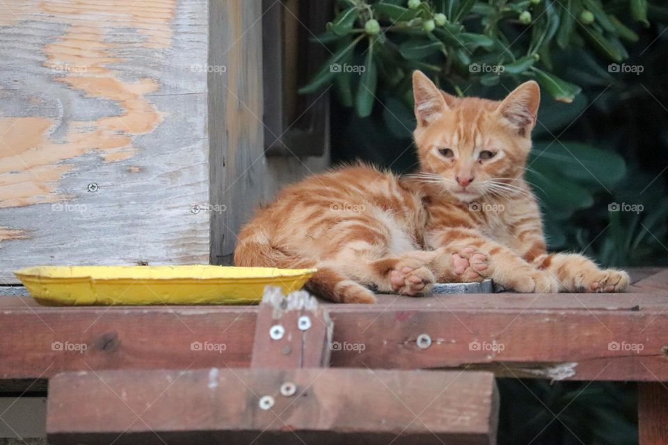 Orange coated cat - animal portrait