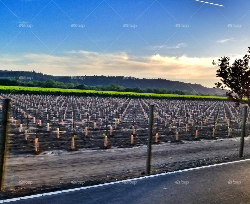 Through the Grapevine