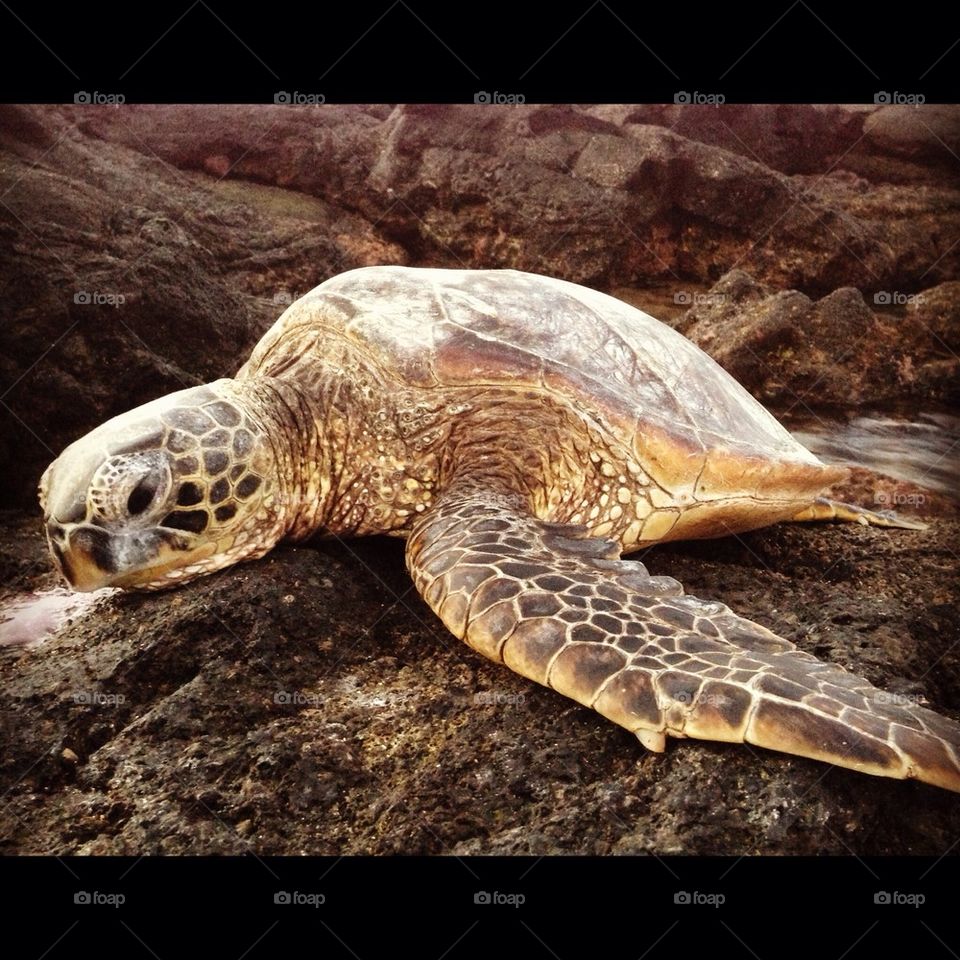 Honu