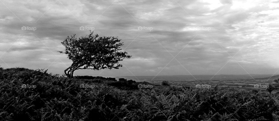 Windswept tree, Cornwall, UK