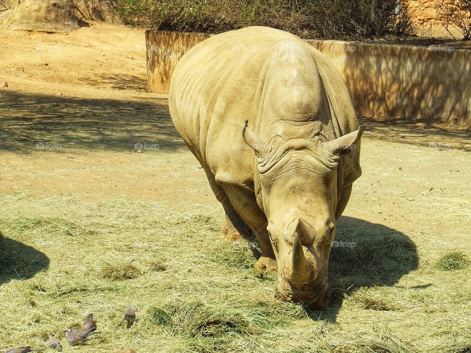 Rhino looking head-on