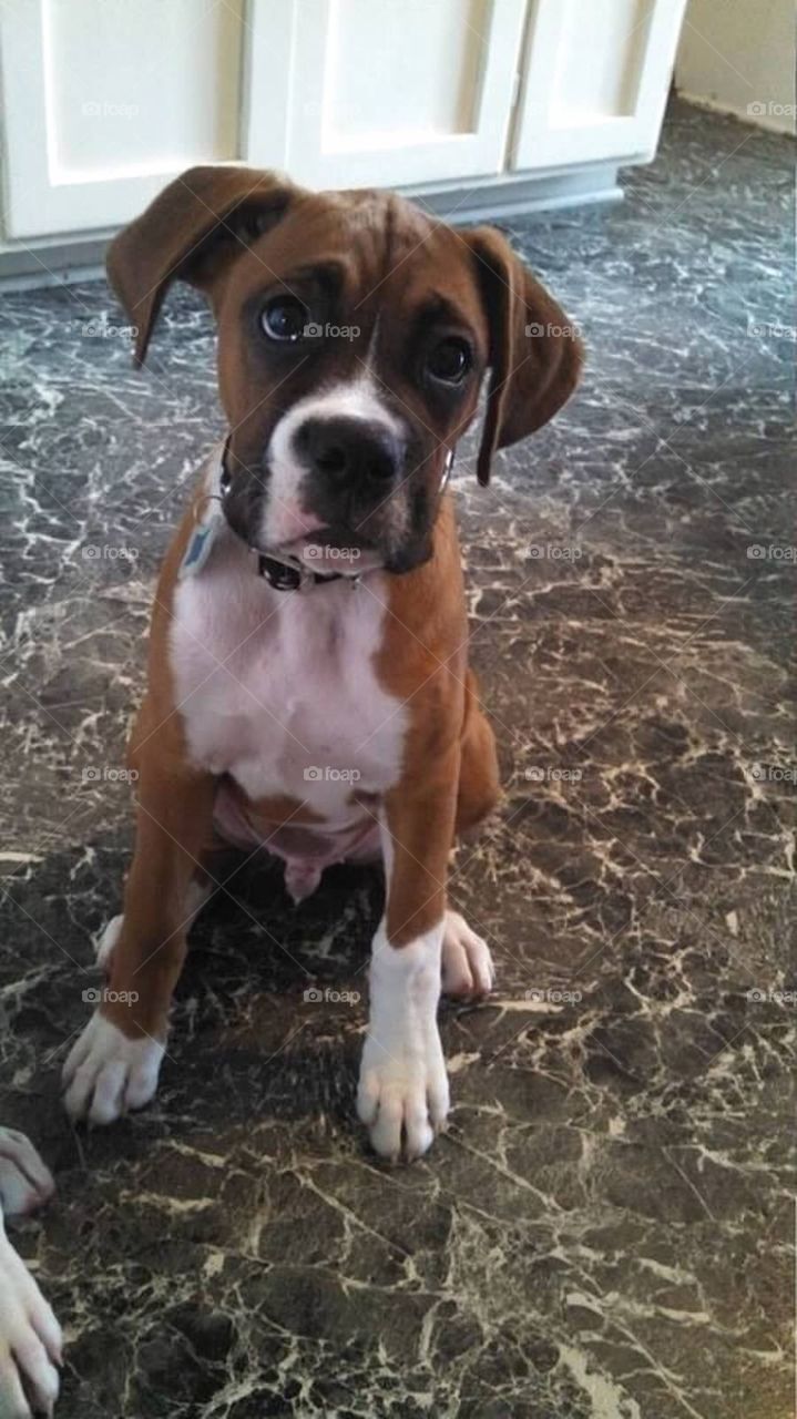 Boxer dog