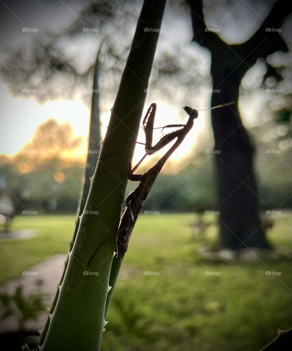 Fall vs winter mission. Silhouette of praying mantis on my aloe plant with sun setting. 