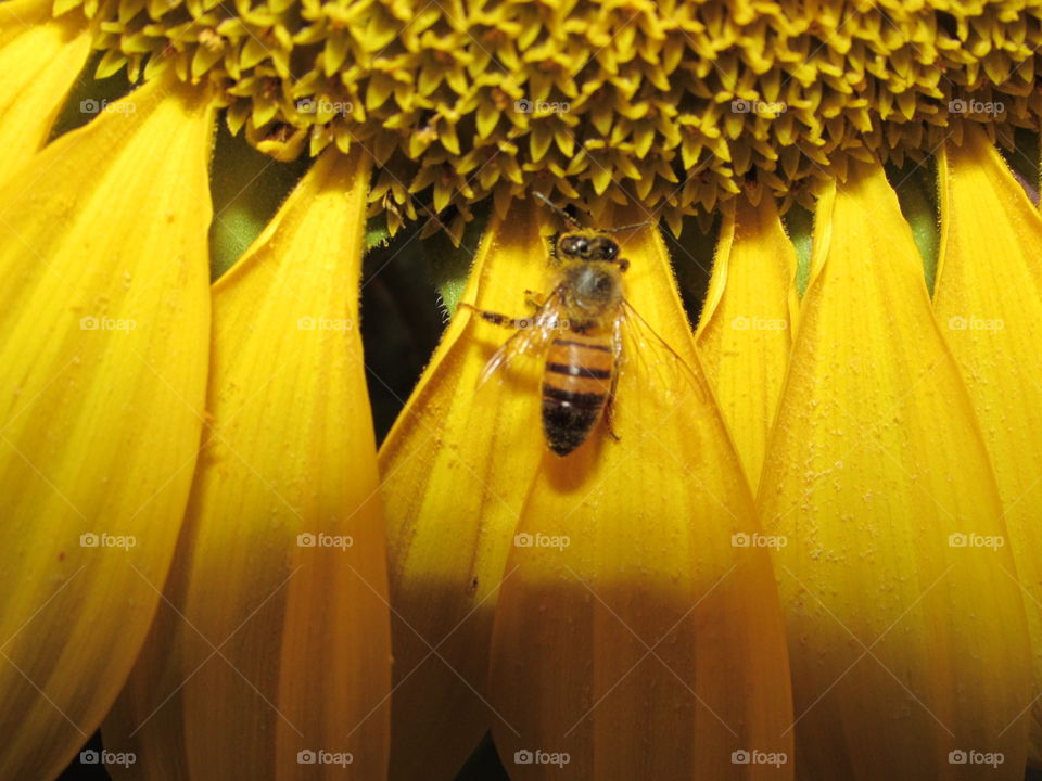 Bee in a sunflower.../ Abelha no girassol...