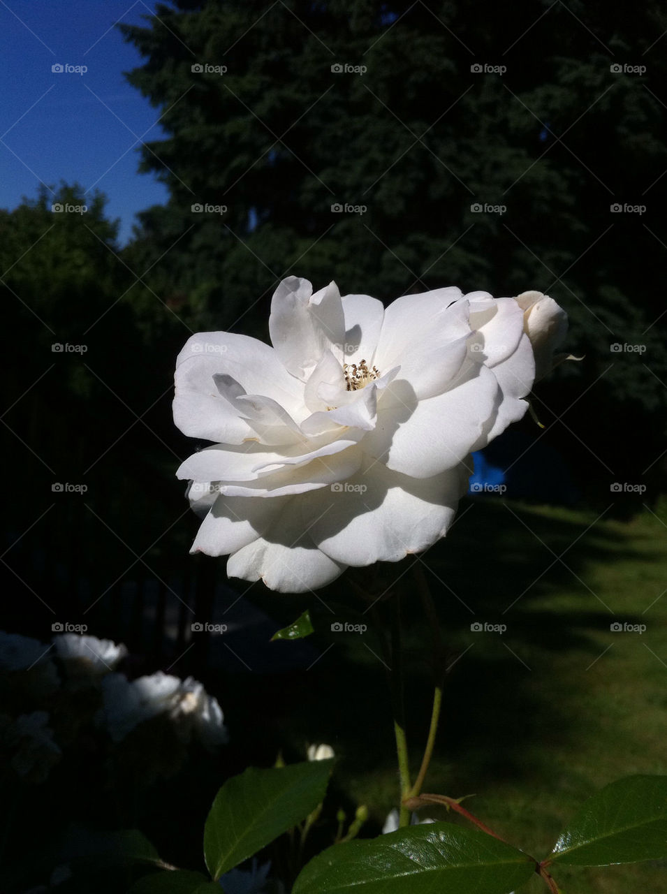 nature flower white china by thepreissisright