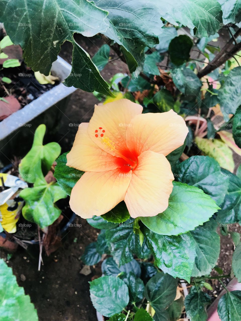 Flower