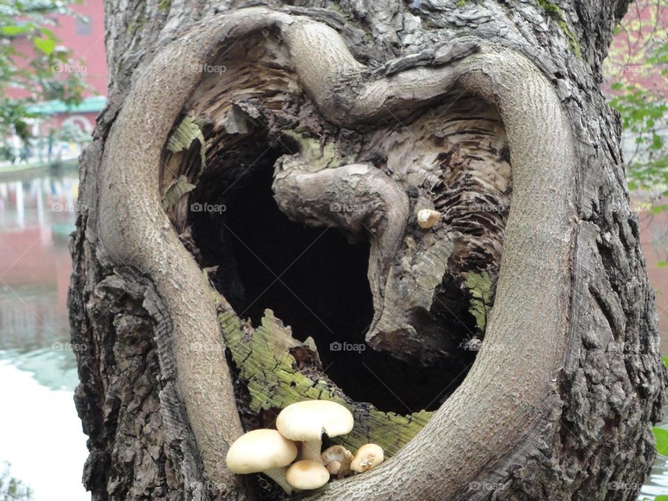 The Heart of the Tree：a heart-shaped hole in a tree trunk, with mushrooms growing out of it.
