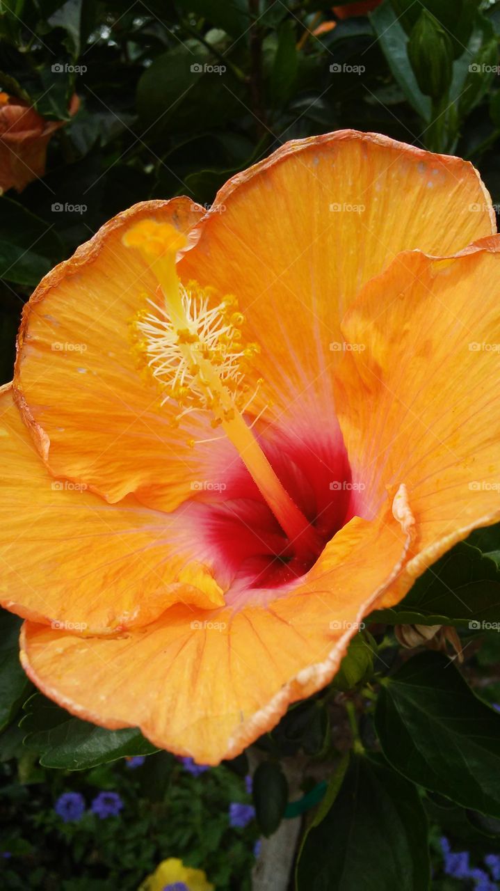 No Person, Leaf, Nature, Flora, Garden