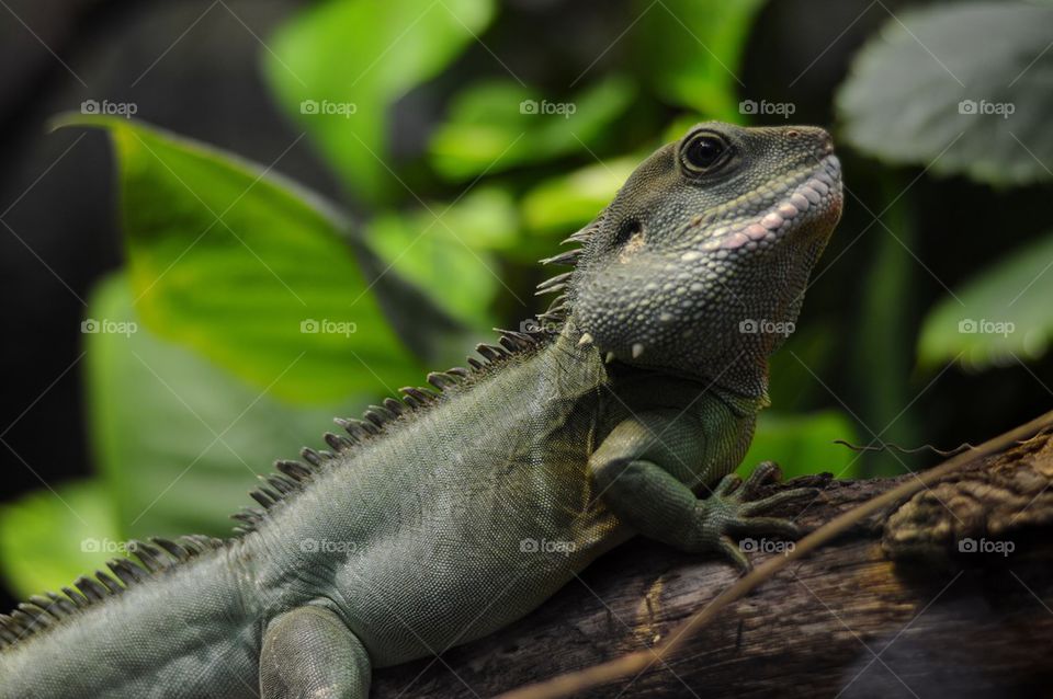 Lizard on a log