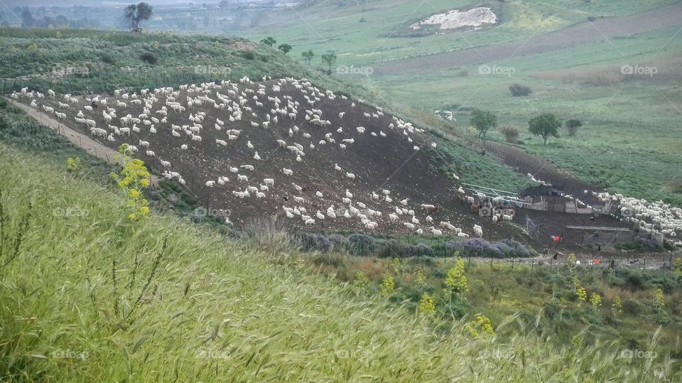gregge di pecore