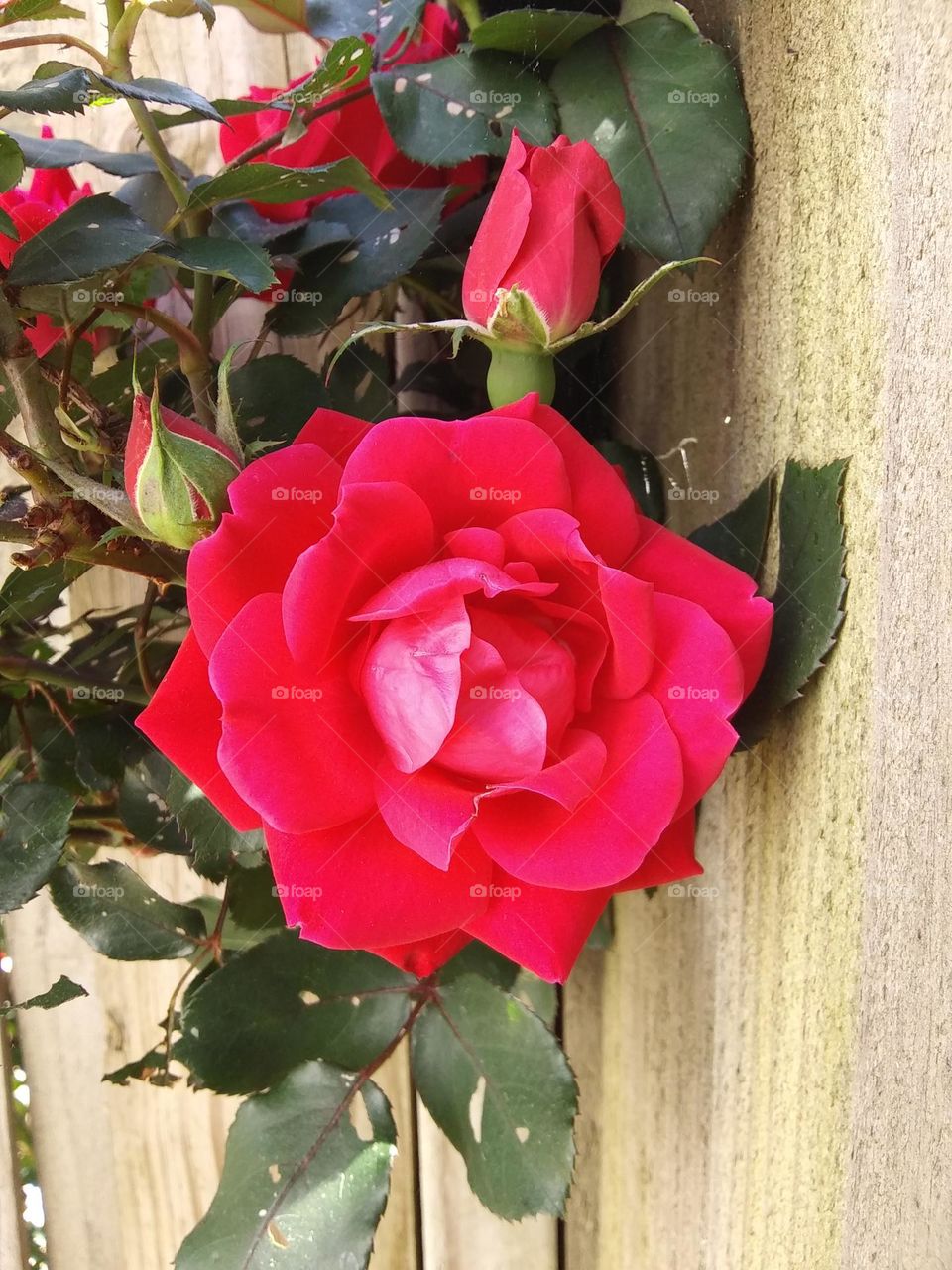 roses blooming through a fence