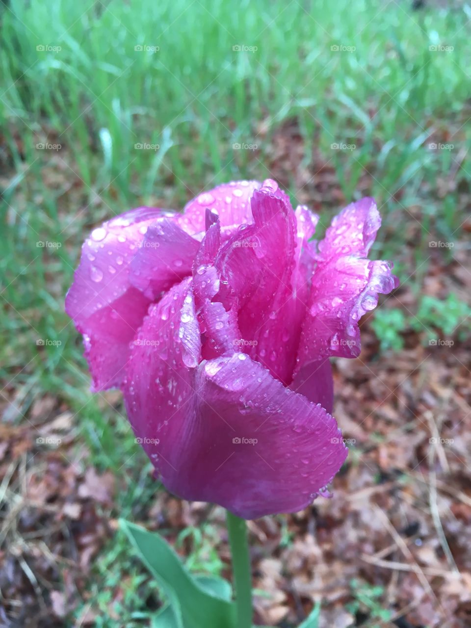 Rain drops on pink tulip