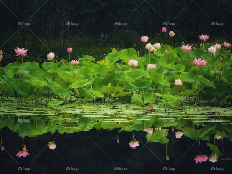 Flower lotus