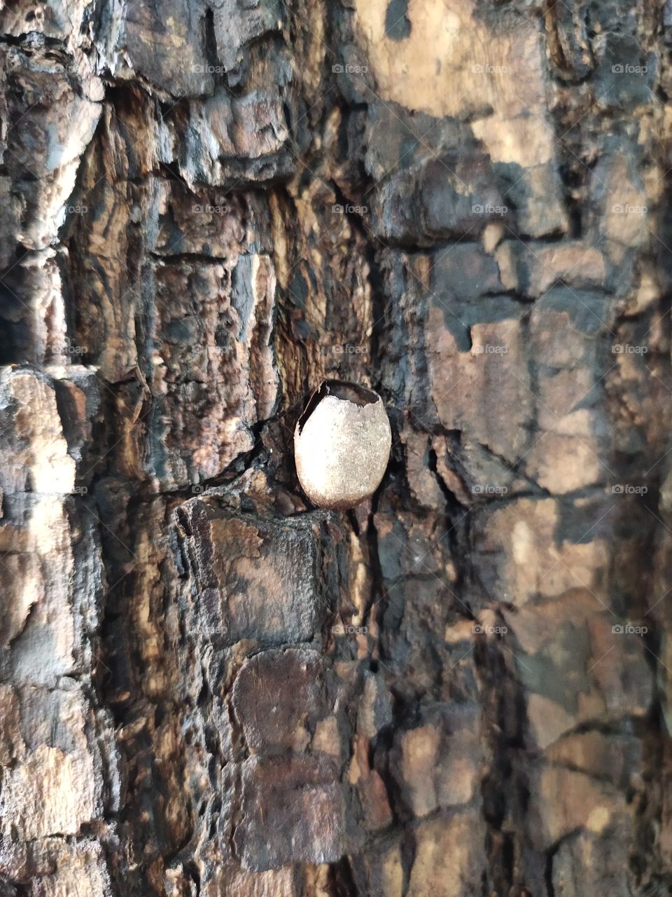 Shell  🐚 pasted on Trunk of Tree
🌱🌱
💦💦💦💦
Amazing Cooperation