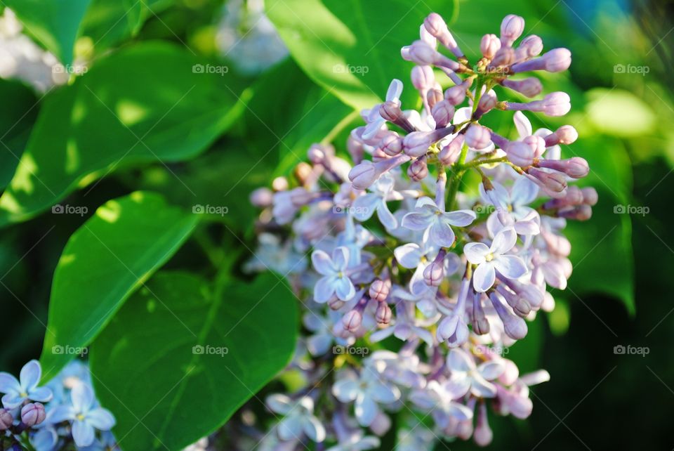 Branch of lilac. Spring...