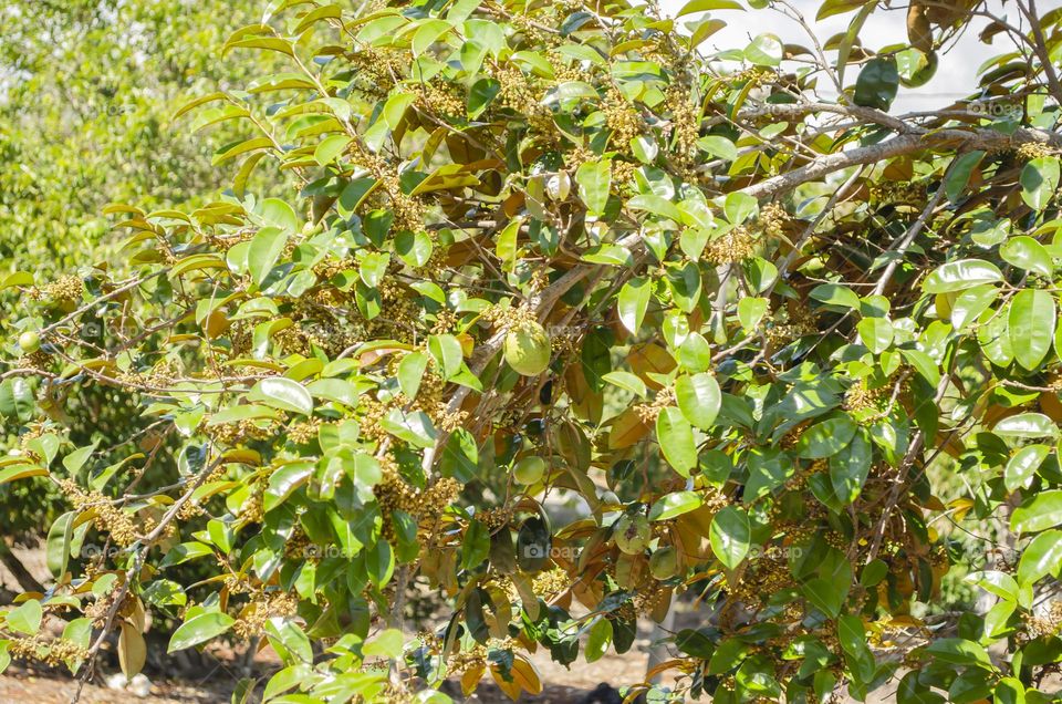 Branches With Starapple Fruits