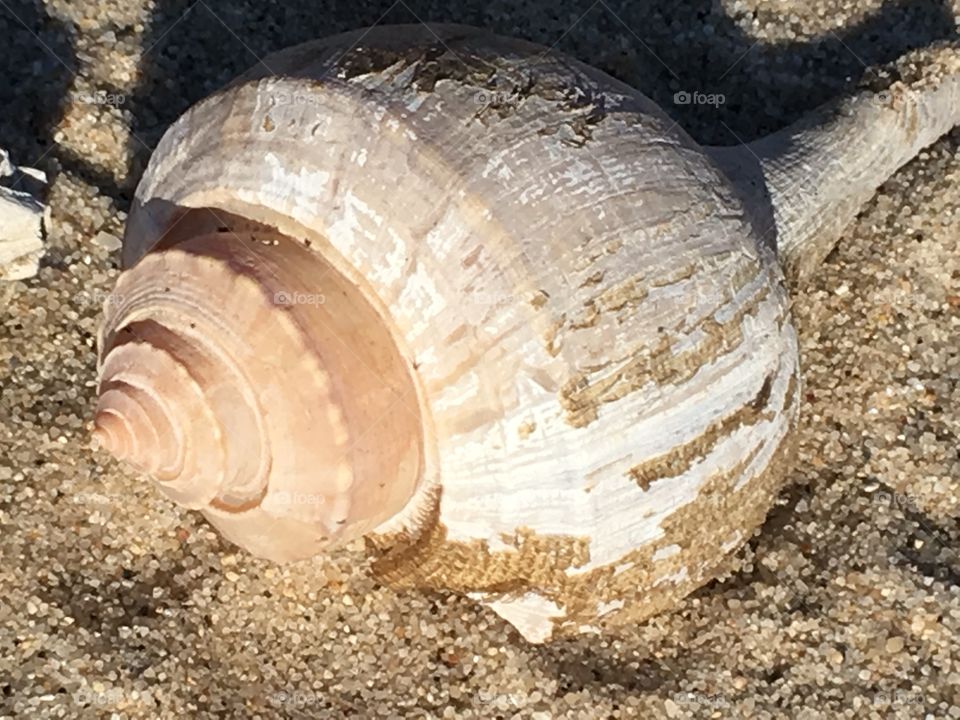 Beautiful seashells with natural warm colors found on the beach.