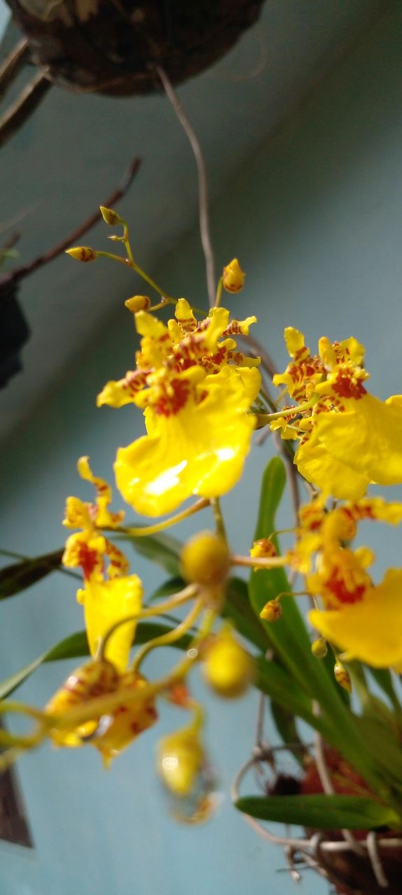 naturelover, yellow lover, beautiful flower, beautiful pictures