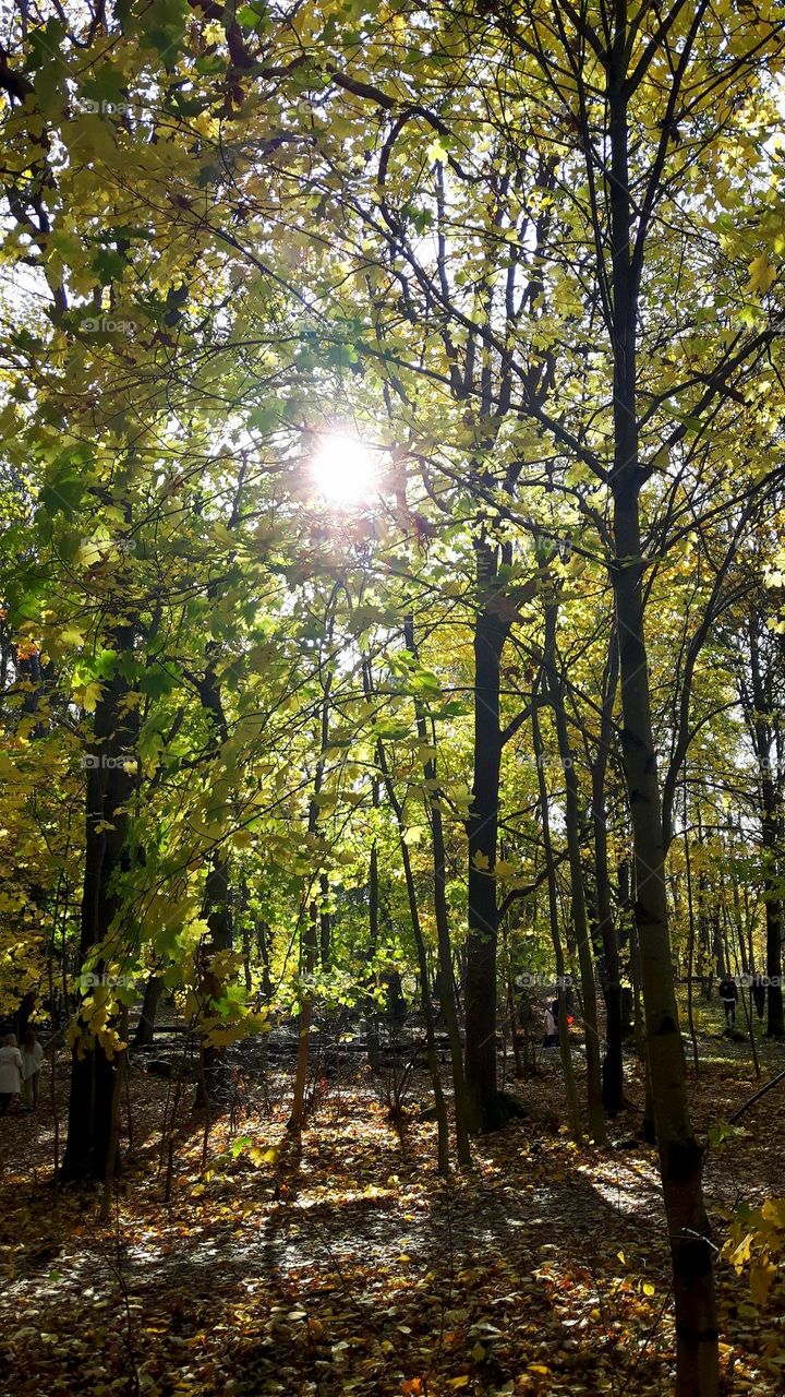 Autumn in the forrest