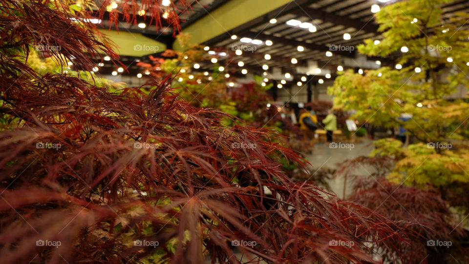 Japanese Maple