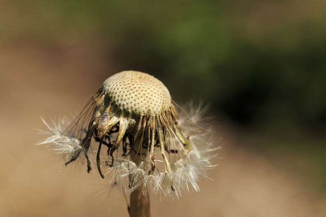 Dandelion