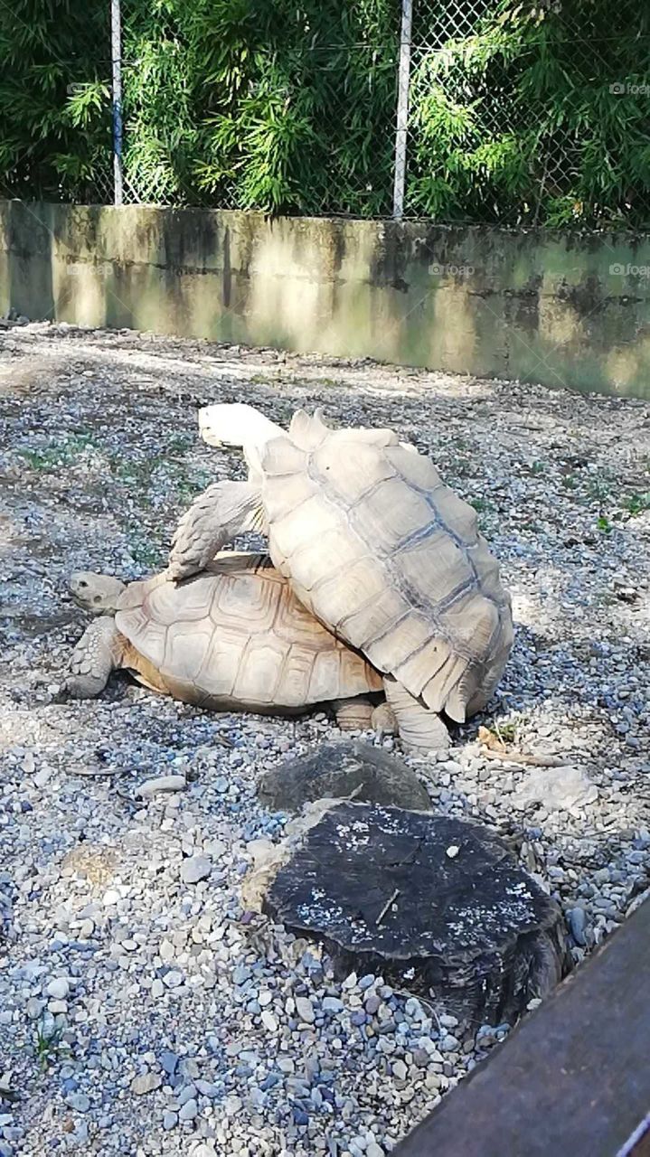 parco delle cornelle