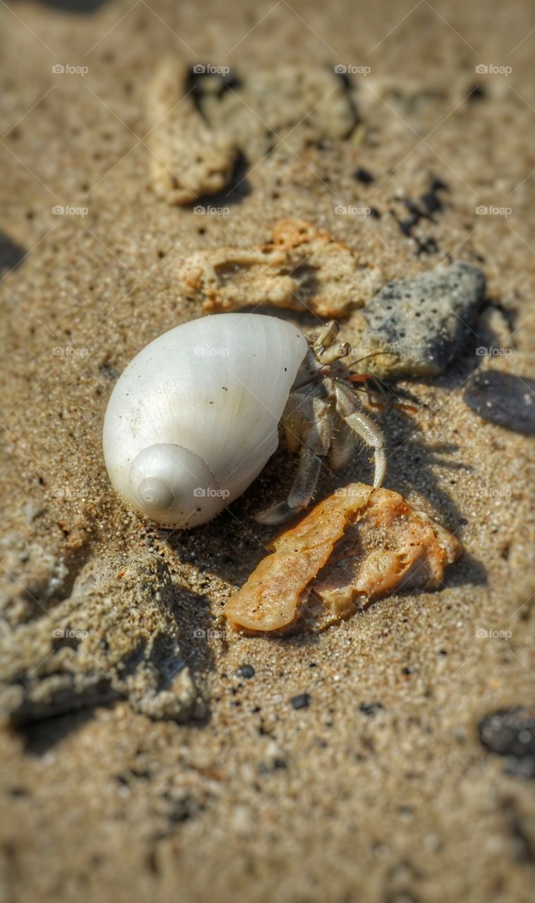 beach snail