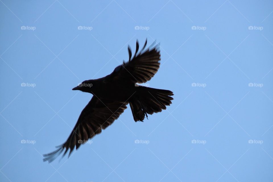 Flying raven with flapping wings in the blue sky