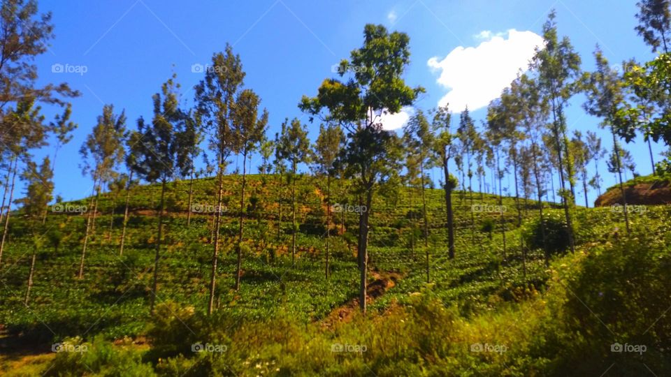 Mountains - tea estates - nature