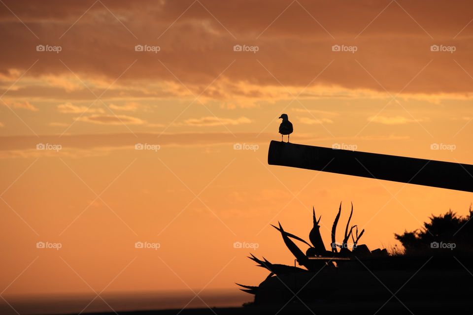 Little bird enjoying the sunset