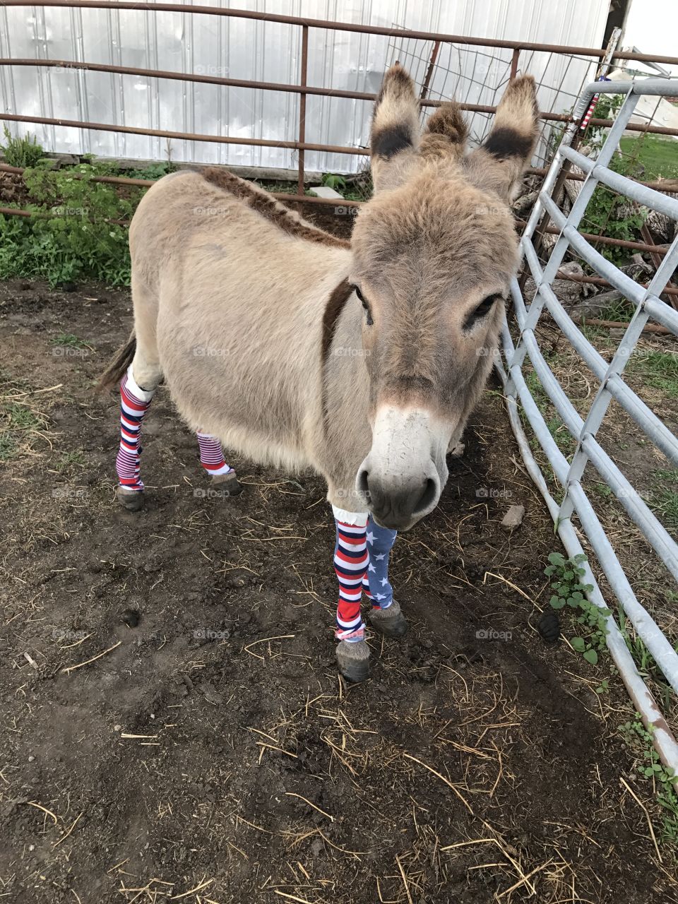 Donkey with socks on!