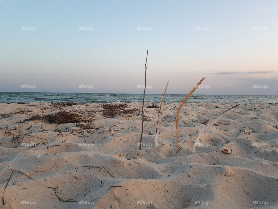 Composition at the beach with bird feather