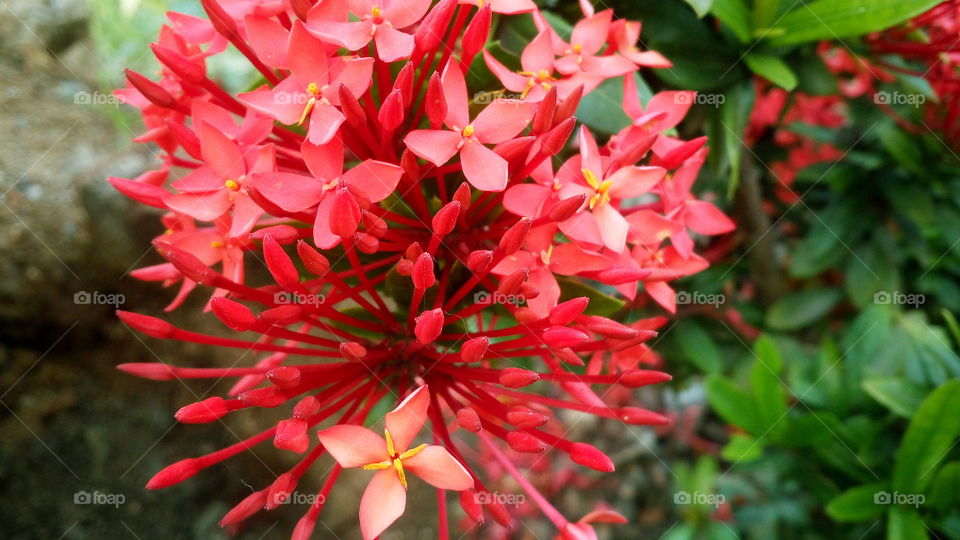 the most beautiful blooming red colour little flowers in my garden