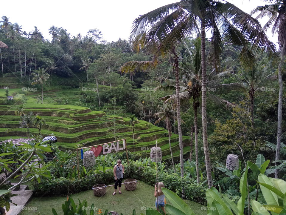 ubud, terasering