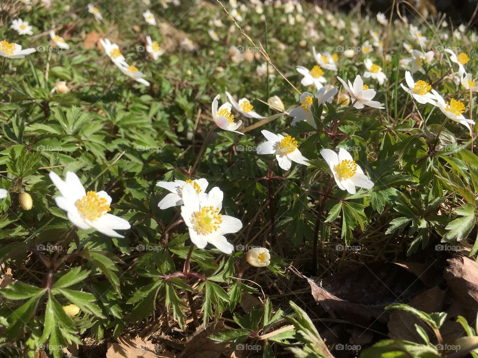 wood anemone