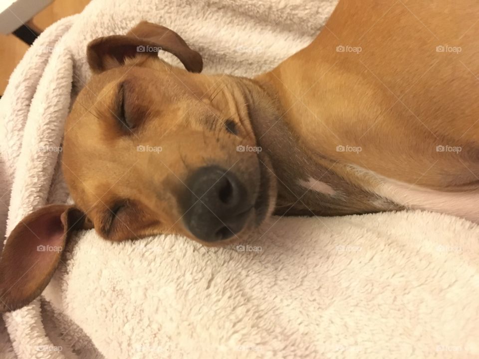 Amber the Italian greyhound puppy asleep on the sofa with a white blanket