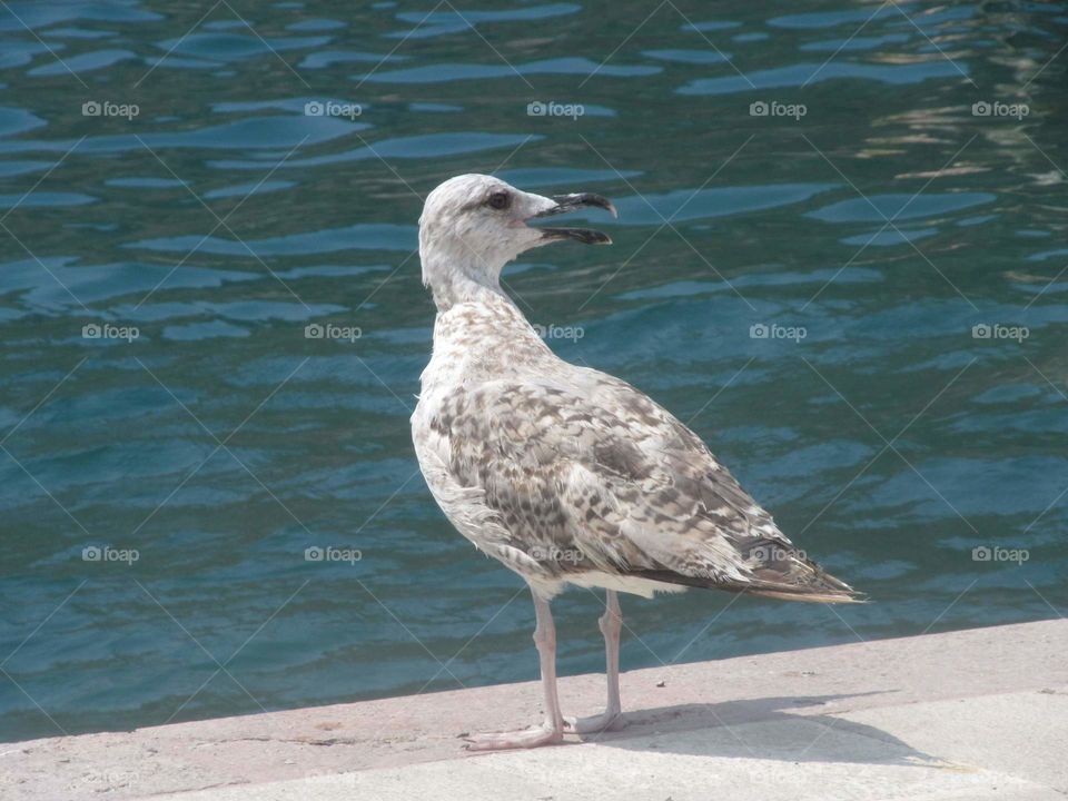 Seagull