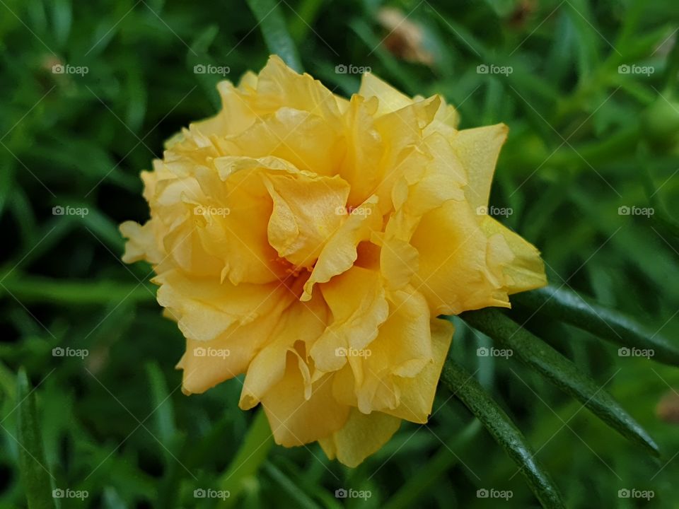 the Portulaca Grandiflora