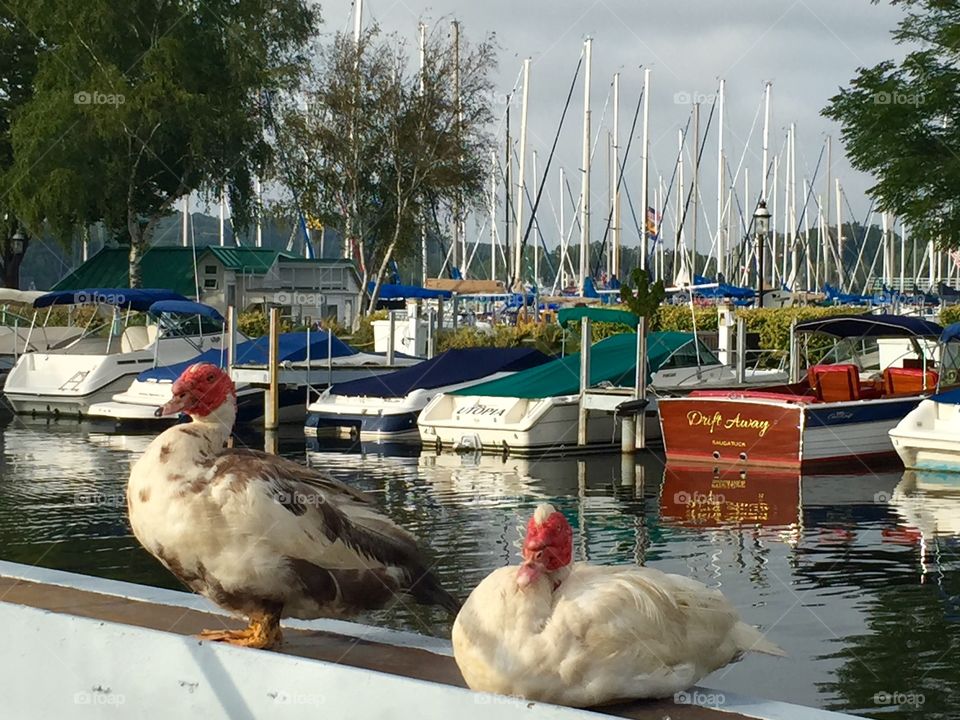Muscovy ducks in the marina