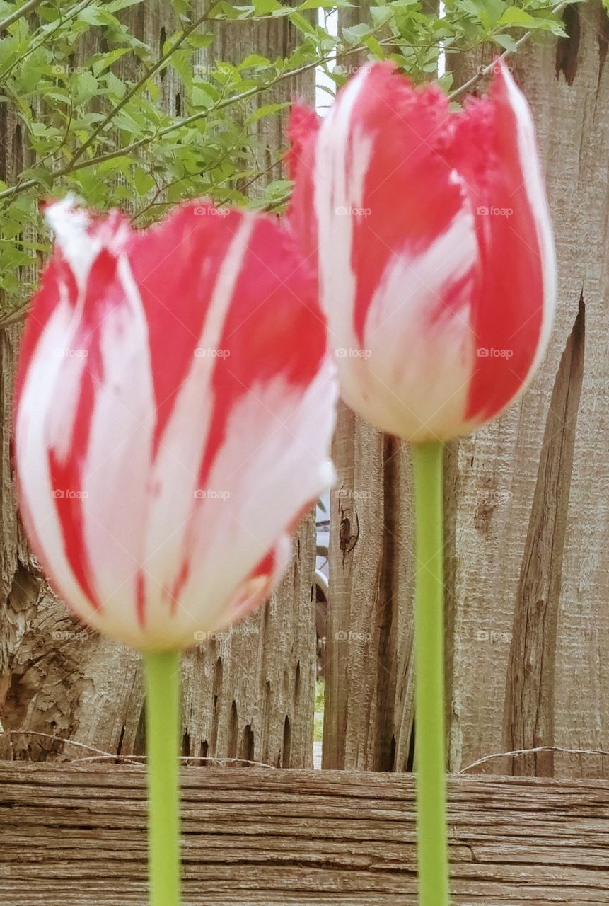 pair of tulips
