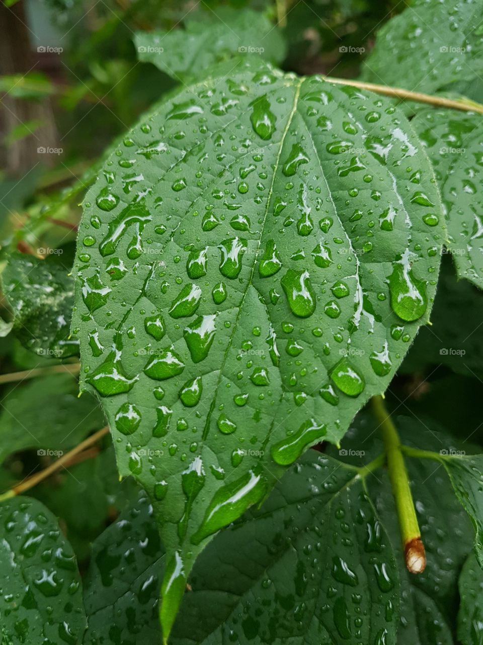 green leafs after rain