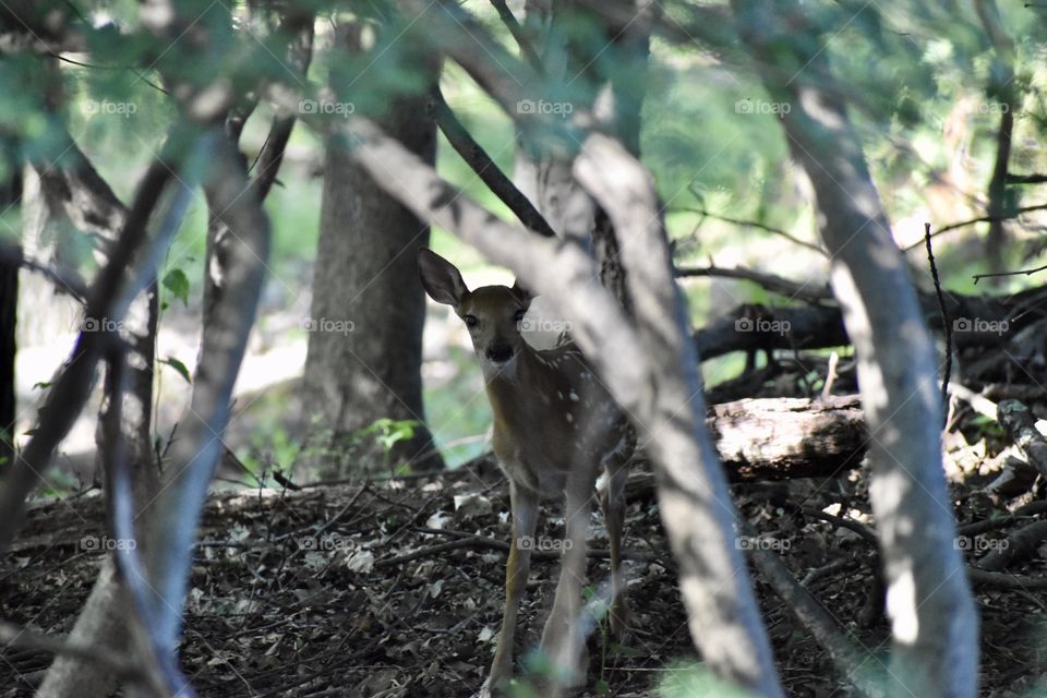 Fawn in woods