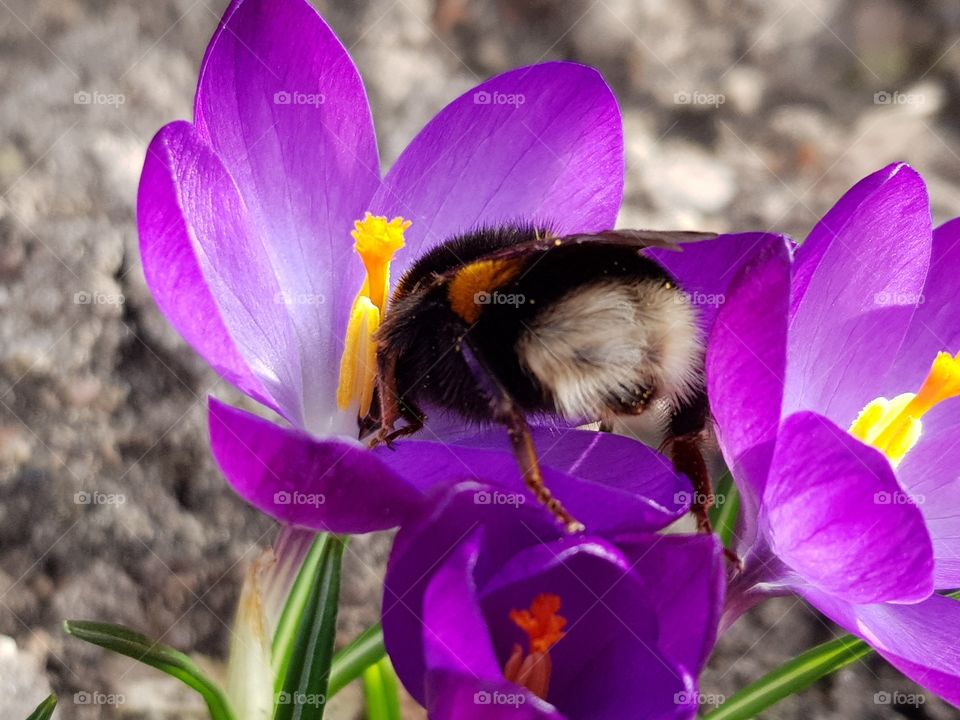 Bumlebee on crocus