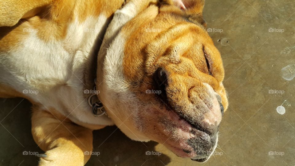 Pet bulldog enjoying the moment basking in the sun and closing his eyes