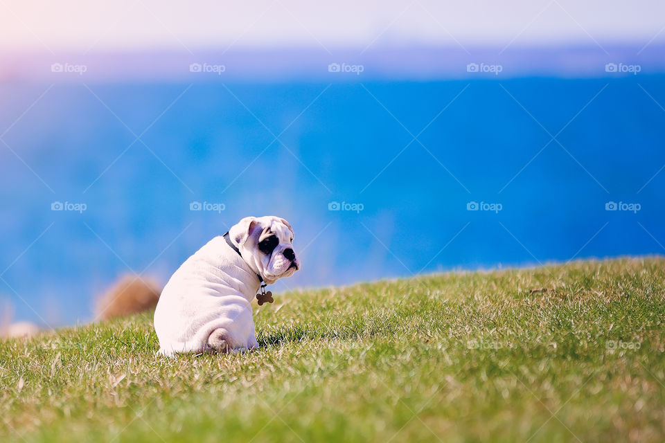 Cute bulldog sitting on meadow