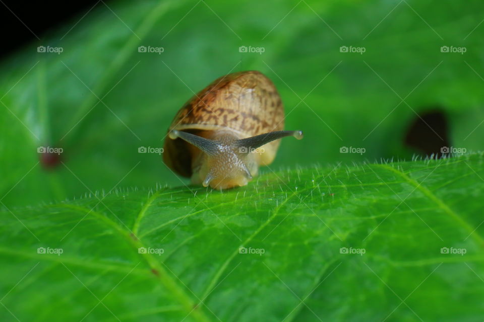 Snail