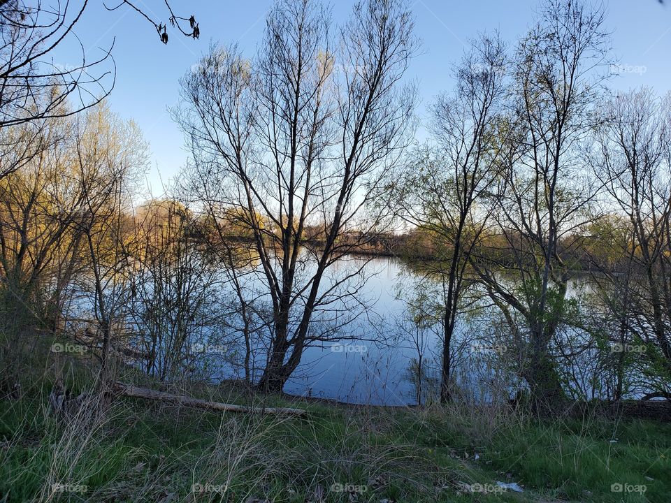 silence of the woods