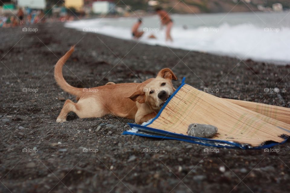 Dog, No Person, Mammal, Portrait, Cute