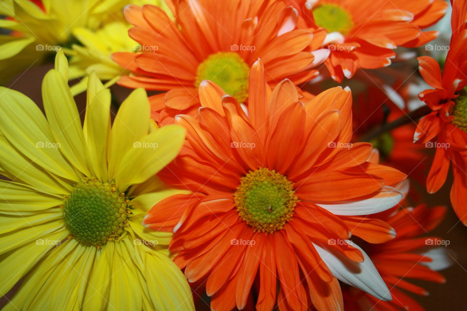 Spring Daisy Bouquet 