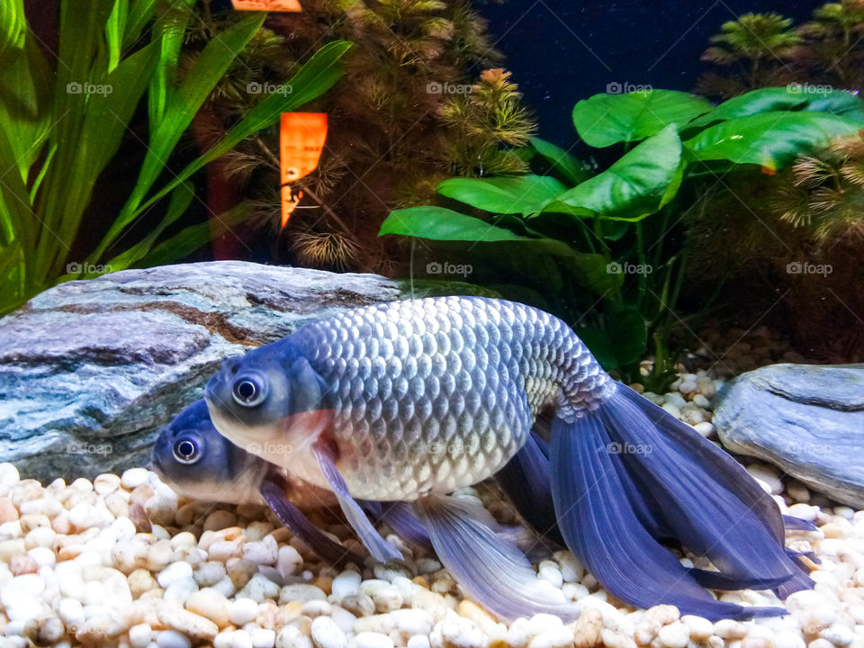 Different moves of fish!